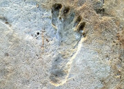 قدیمی‌ترین ردپاهای جهان در کجا دیده شده‌اند؟