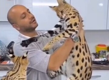 گران‌ترین نژاد گربه جهان به تهران رسید | گربه‌های غول پیکر ساوانا چگونه سر از ایران درآوردند | قیمت هر گربه ۱۰هزار دلار!