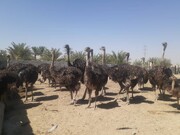 بزرگترین پرنده دنیا این زنان را سرکار گذاشت  + فیلم