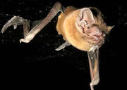 خفاشی سریع‌تر از جت!