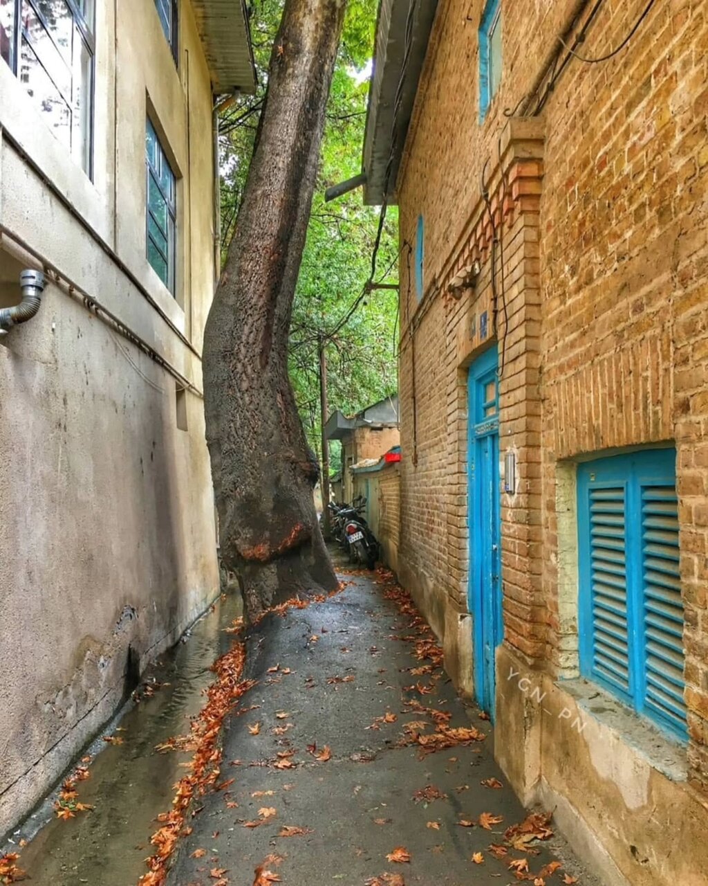 تصاویری خاص و زیبا از درکه تهران در پاییز هزاررنگ