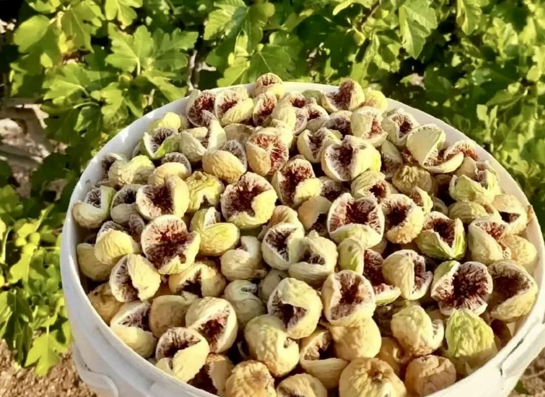 تصاویر بزرگ ترین انجیرستان جهان در ایران؛ سن برخی درختان به ۴۰۰ سال میرسد + فیلم تصاویر بزرگ ترین انجیرستان جهان در ایران؛ سن برخی درختان به ۴۰۰ سال میرسد + فیلم