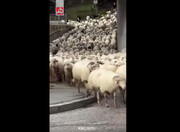 صحنه جالب؛ ترافیک گوسفندان یا گوسفندان ترافیک ساز! | ویدئو
