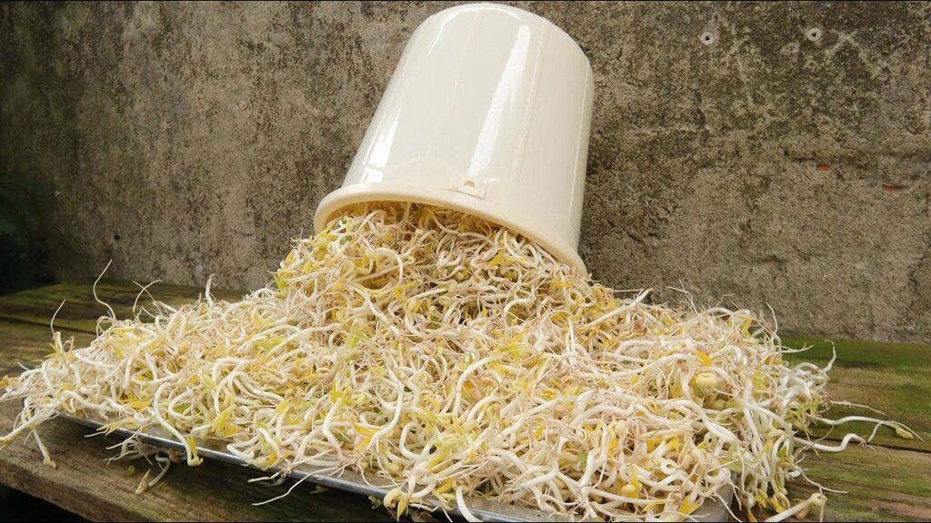 روش تهیه جوانه حبوبات در بطری نوشابه + نکات و ترفندها