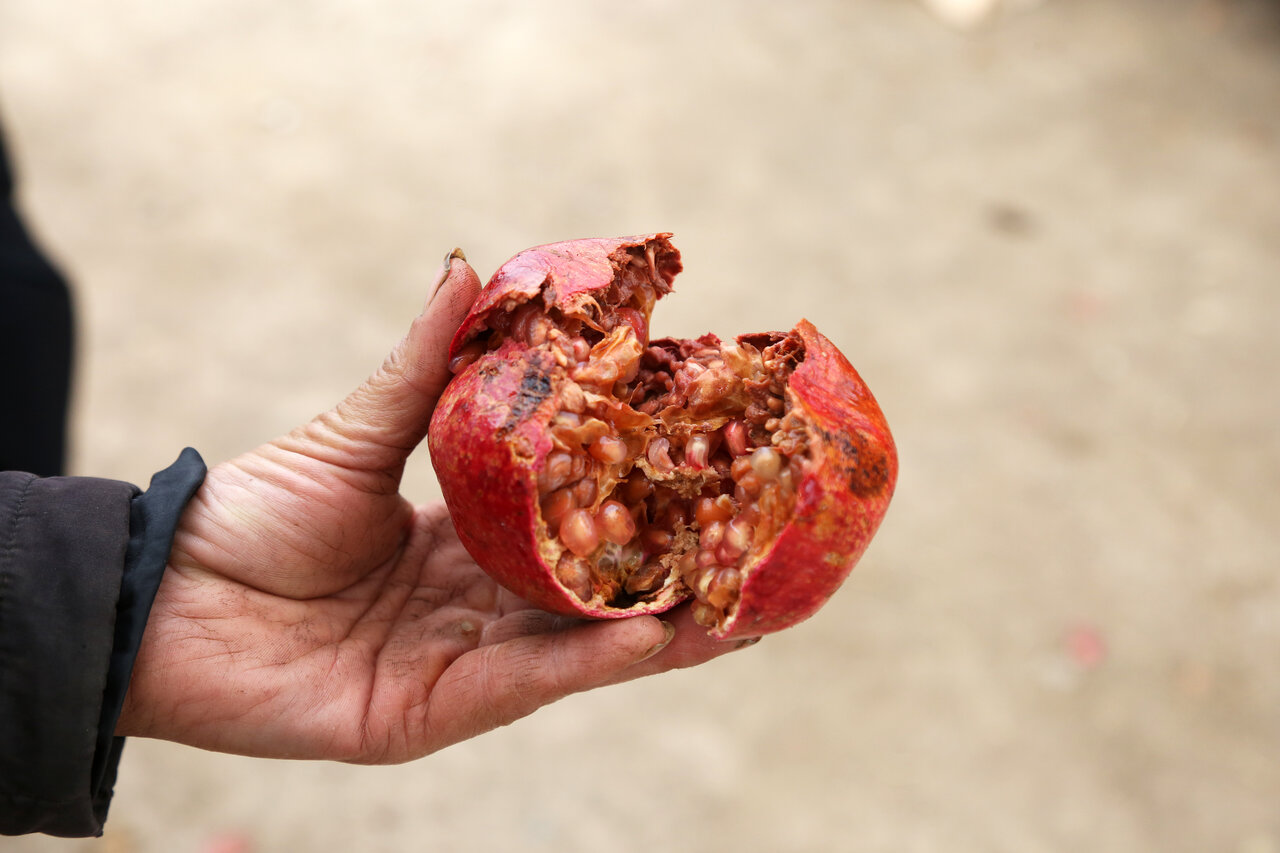 انارستانی به نام ایران انار