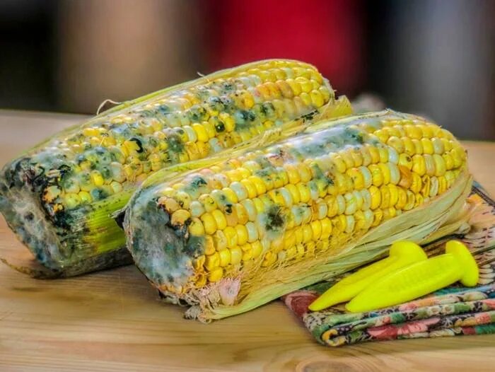 اگر غذای کپک زده بخوریم چه میشود؟ ؛ حتی یک لقمه!