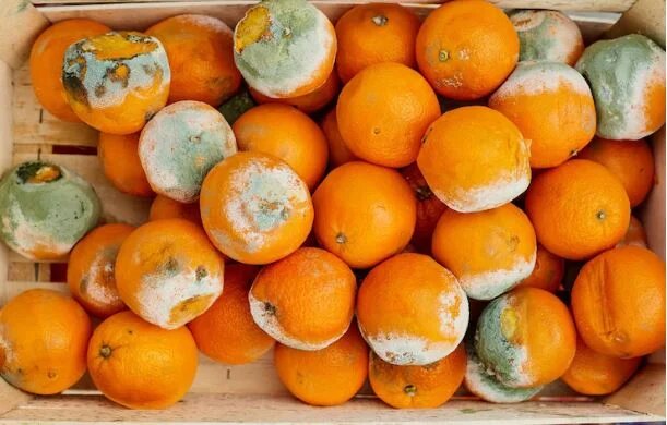 اگر غذای کپک زده بخوریم چه میشود؟ ؛ حتی یک لقمه!