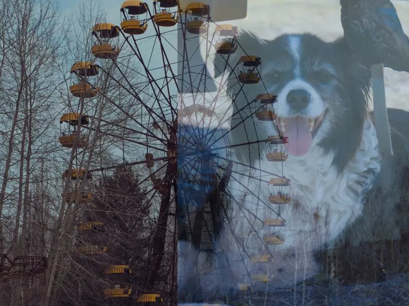 سگ‌های چرنوبیل