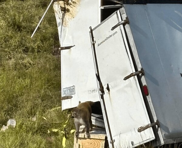 ژانر وحشت در آمریکا! + ویدئو | میمون‌های وحشی سرگردان بعد از تصادف