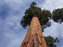 اسرار جابه‌جایی درخت  ۵تُنی و ۹۰۰ ساله  | چگونه درختی غول‌آسا بیش از ۱۶۰ کیلومتر جابه‌جا شد؟