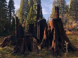 اسرار جابه‌جایی درخت  ۵تُنی و ۹۰۰ ساله  | چگونه درختی غول‌آسا بیش از ۱۶۰ کیلومتر جابه‌جا شد؟