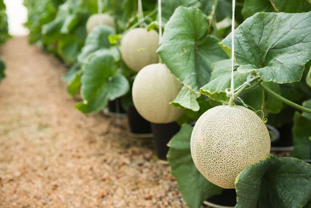 عکس گران ترین میوه‌های جهان ؛ از مِلون ژاپنی تا آناناس انگلیسی