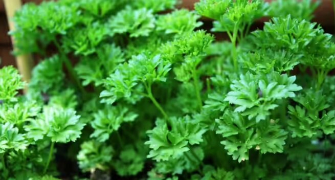 این غذاها کلیه‌ها را زنده نگه می‌دارند