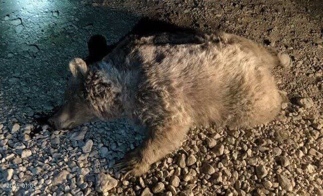 مرگ خرس قهوه‌ای مادر بر اثر تصادف + عکس