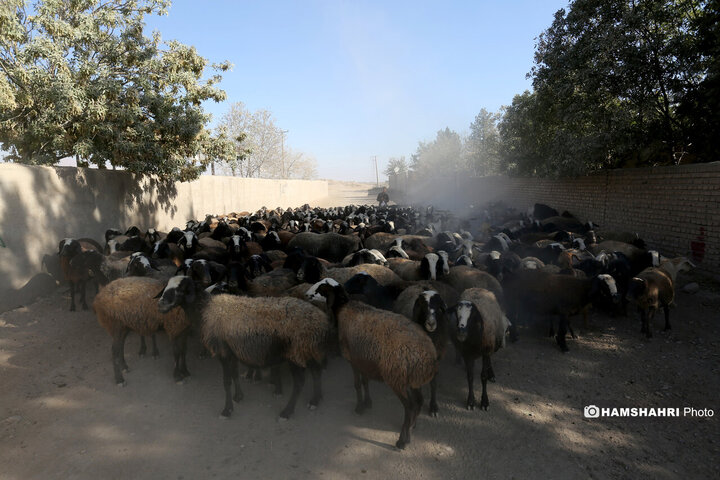 روستای زرگر؛روستای اروپایی قزوین