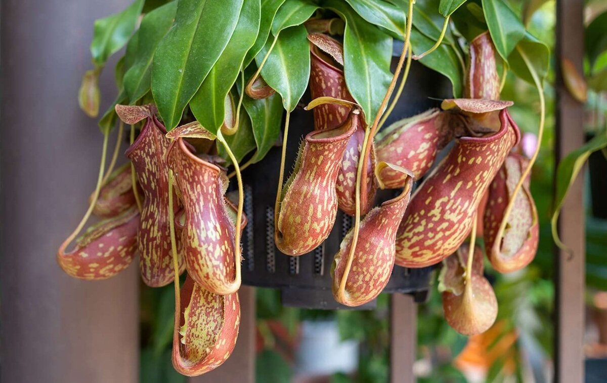 گیاهان شگفتانگیزی که حشره میخورند | عکس