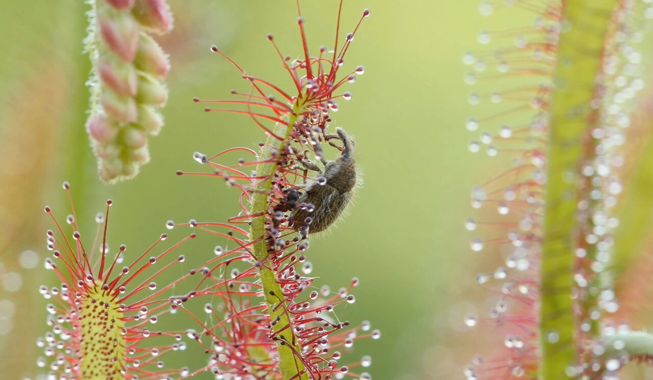 گیاهان شگفتانگیزی که حشره میخورند | عکس