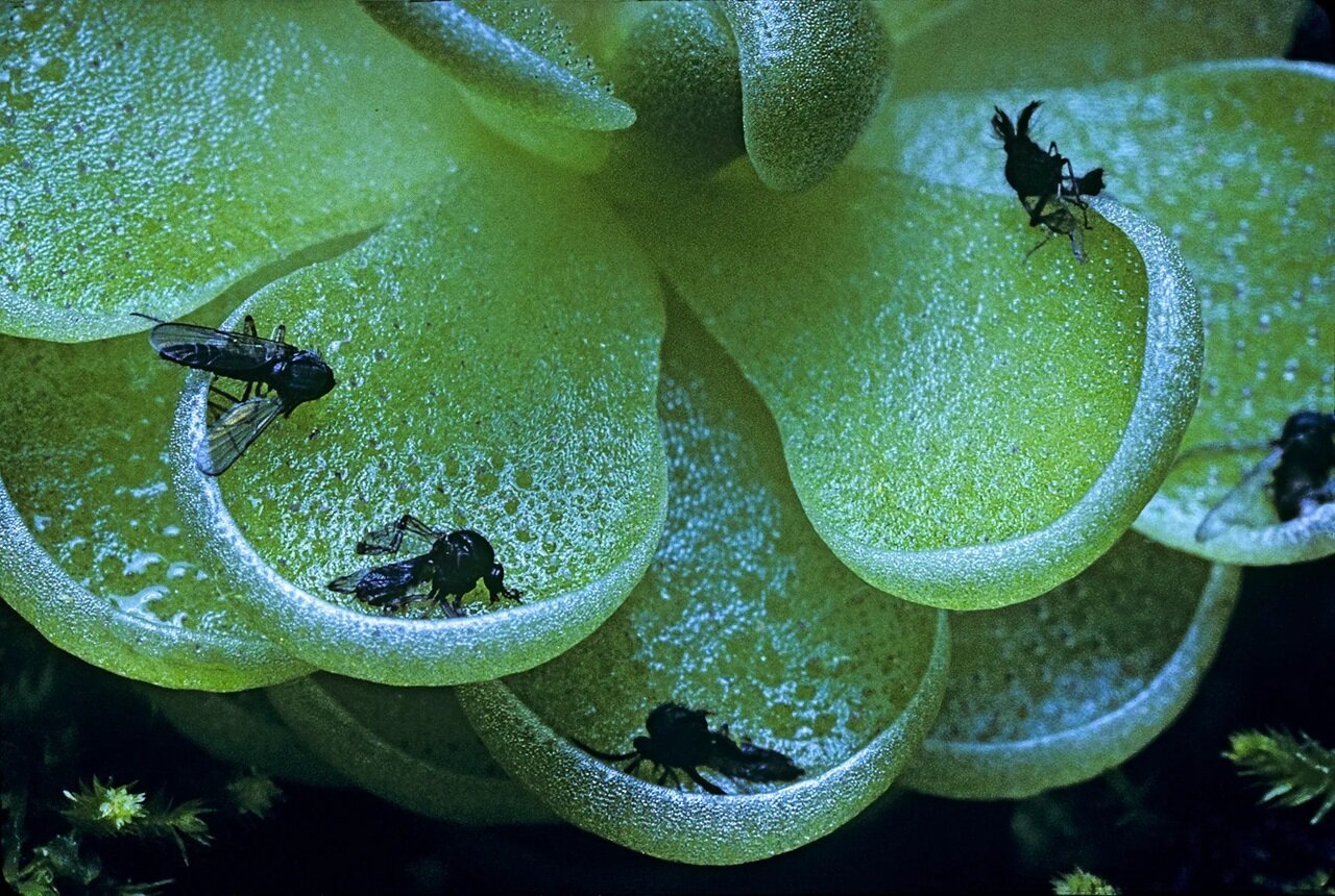 گیاهان شگفتانگیزی که حشره میخورند | عکس