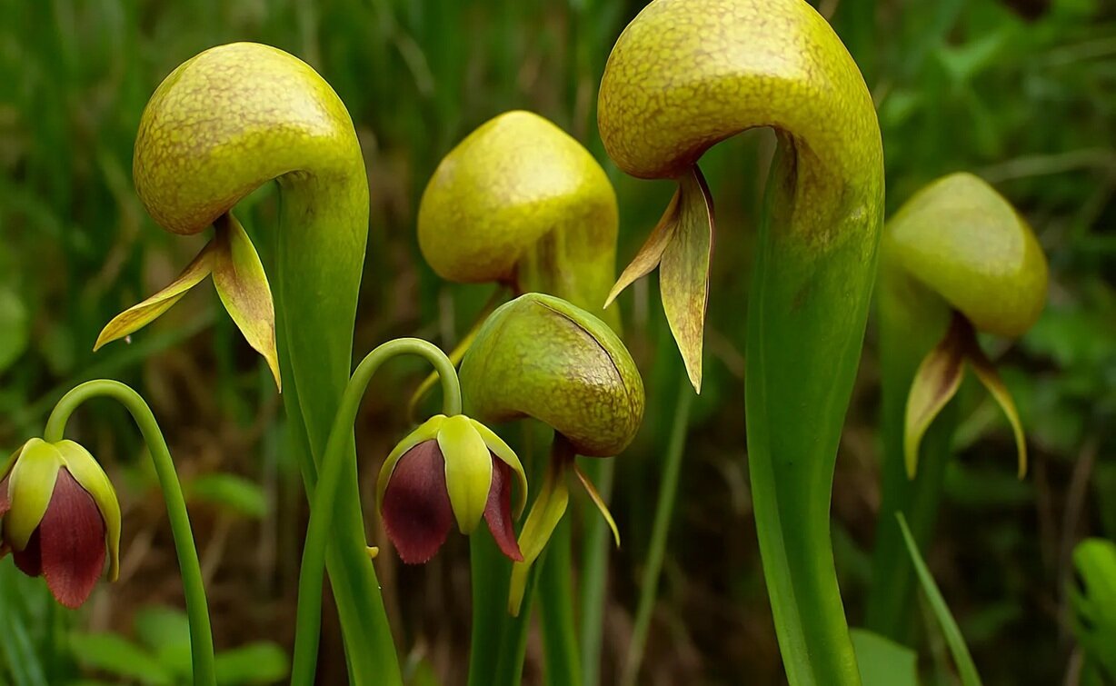 گیاهان شگفتانگیزی که حشره میخورند | عکس