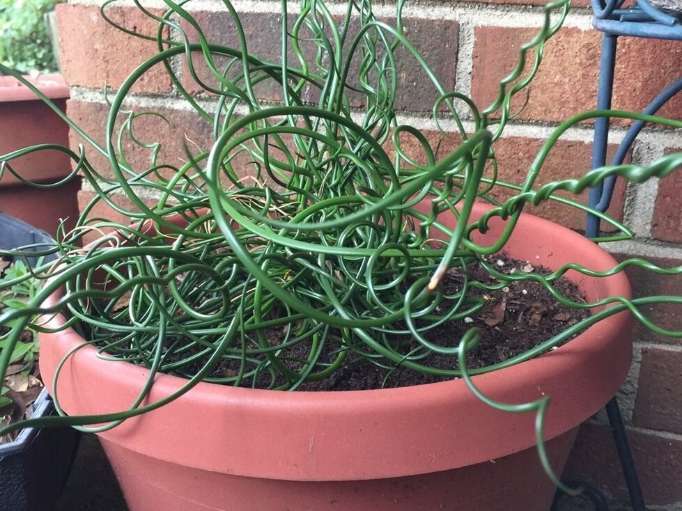 گیاهان شگفتانگیزی که حشره میخورند | عکس