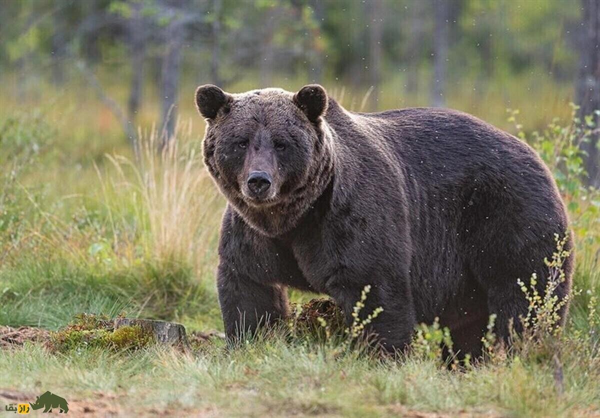 نجات خرس چهار ساله از تله سیمی در آمل + ویدئو نجات خرس چهار ساله از تله سیمی در آمل + ویدئو