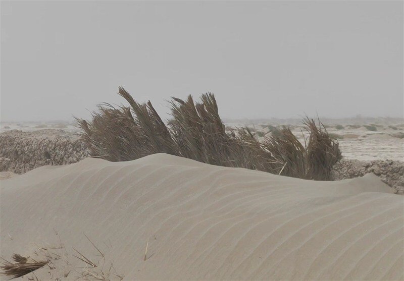 ابتکار بومی برای مهار گرد و غبار هامون | بادشکن های تالاب هامون ریزگردها را مهار می کنند؟ بادشکن تالاب هامون- تالاب هامون