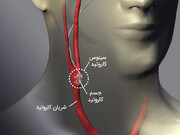 عضوی کوچک از بدن که کلید پایین آوردن فشار خون است
