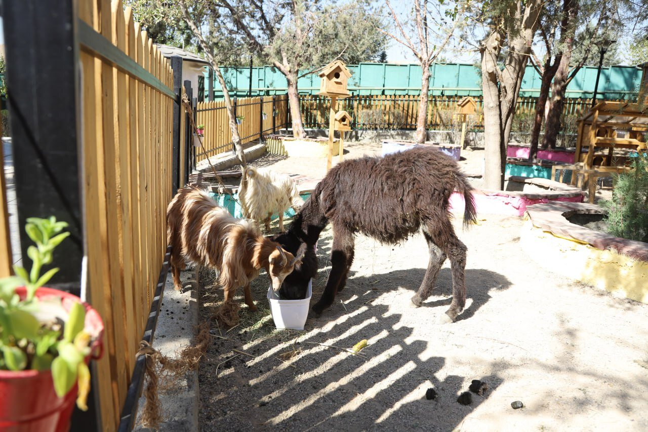 مزرعهای در دل شهر