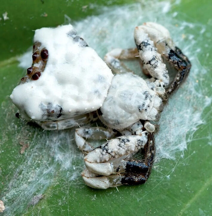 ترفند جالب یک نوع عنکبوت برای شکار نشدن! | جانوری که خودش را شبیه مدفوع پرنده می‌کند