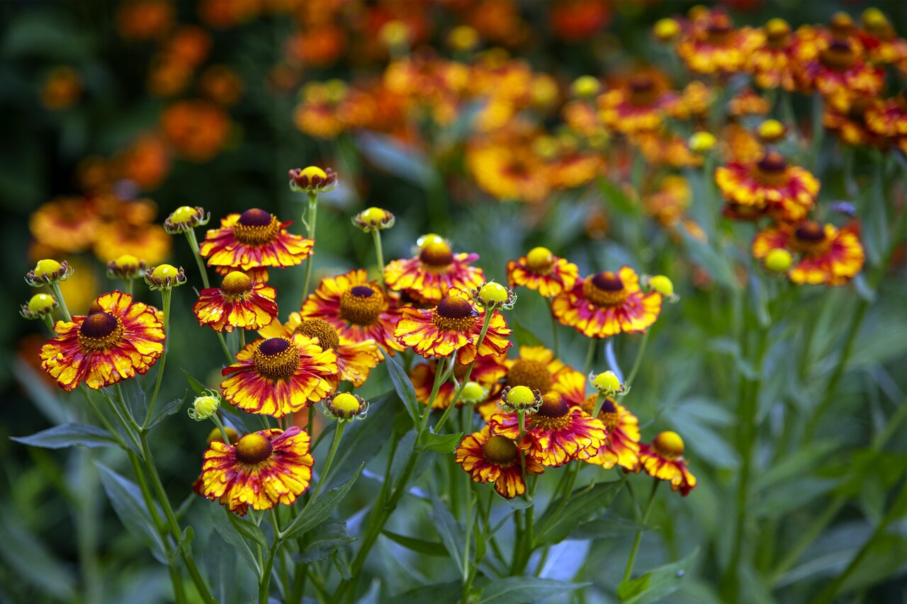 ۱۰ گیاه زیبای پاییزی که می‌توانید در گلدان یا باغچۀ خانه‌تان بکارید