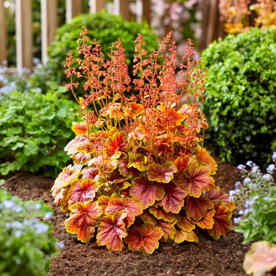 ۱۰ گیاه زیبای پاییزی که میتوانید در گلدان یا باغچۀ خانهتان بکارید