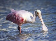 دنیای پرندگان با عجیب‌ترین منقارها | عکس