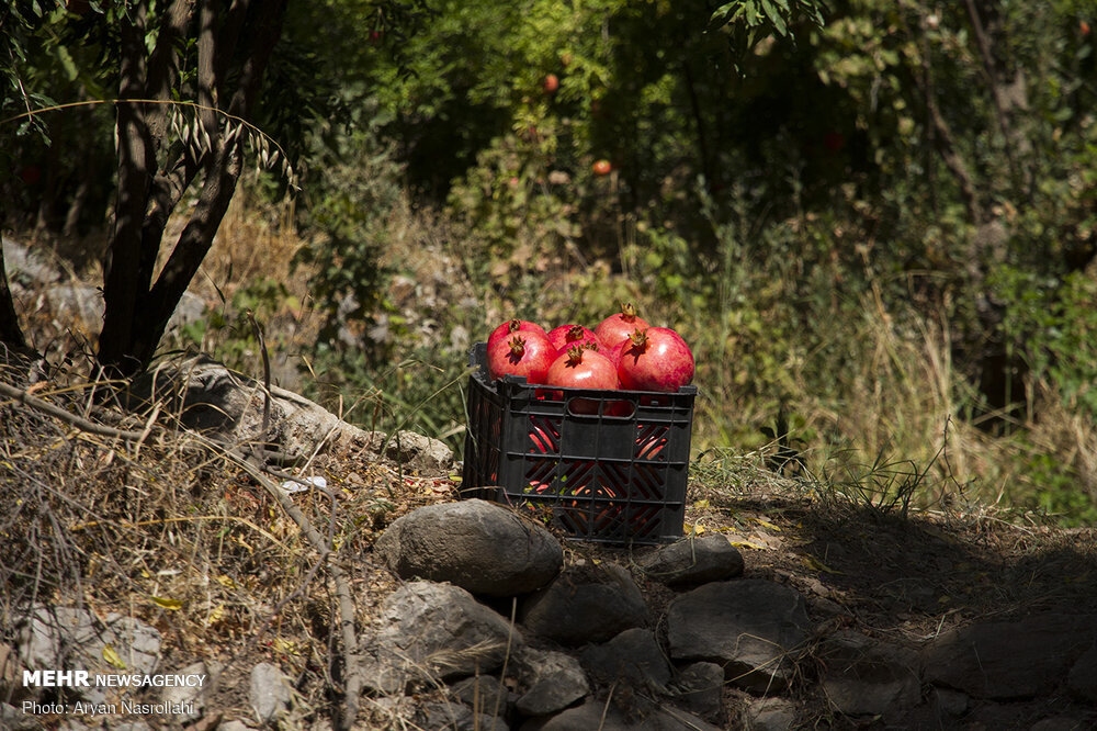 طبع انار چیست ؟ ؛ مزاج انار شیرین و ترش در طب سنتی