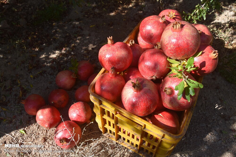 سردرد بعد از خوردن انار! ؛ چرا بعد از خوردن انار سردرد میگیریم؟
