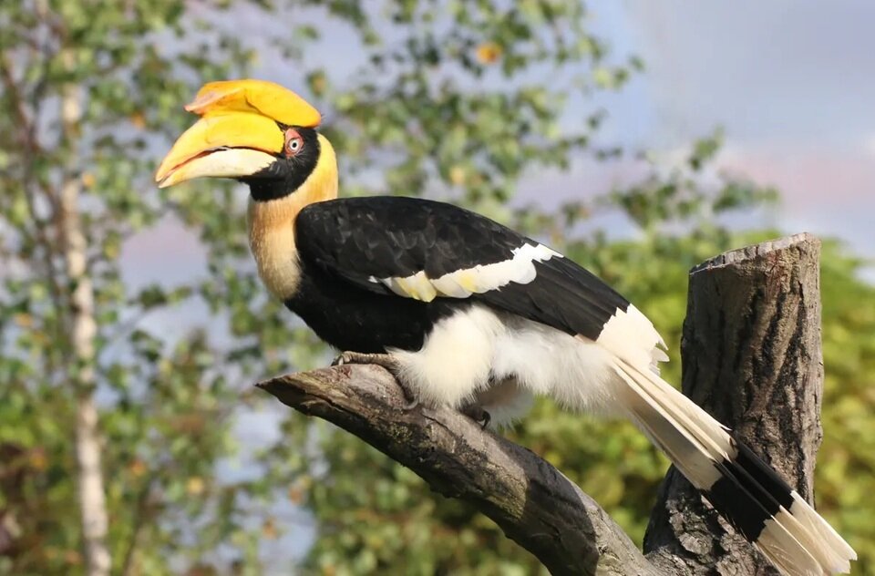 دنیای پرندگان با عجیبترین منقارها | عکس