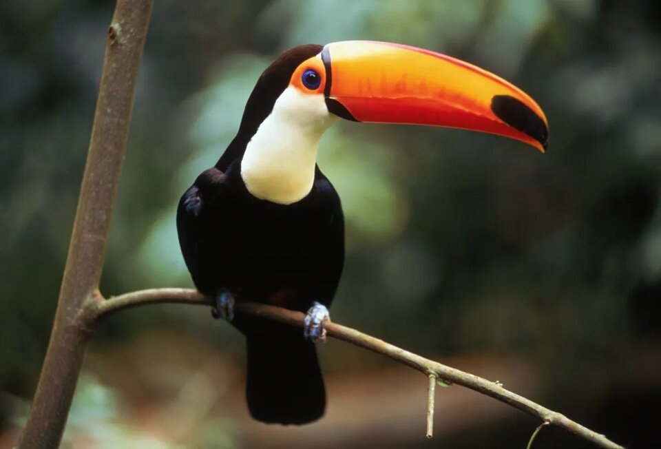 دنیای پرندگان با عجیب‌ترین منقارها | عکس