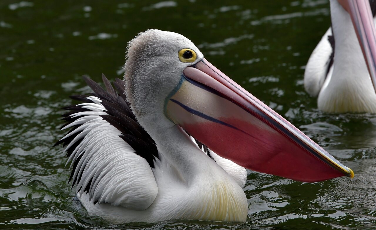 دنیای پرندگان با عجیبترین منقارها | عکس