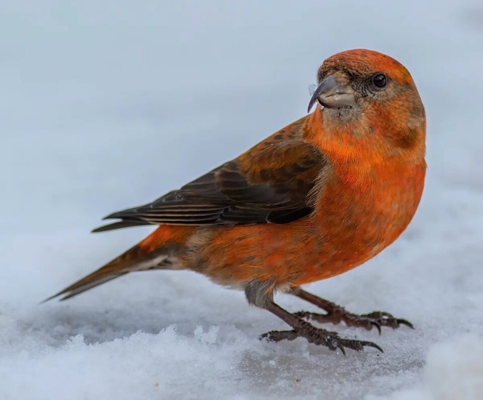 دنیای پرندگان با عجیب‌ترین منقارها | عکس