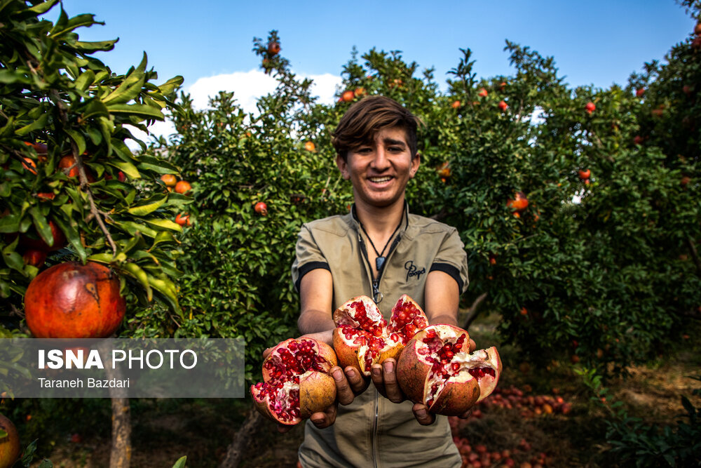 خرید و نگهداری انار