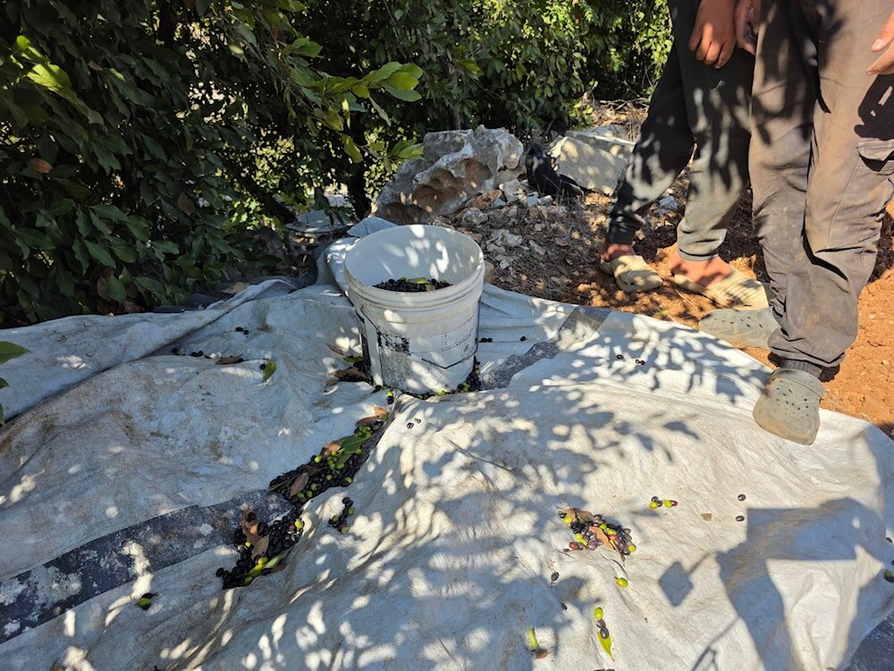 اسرائیل سفره کشاورزان لبنانی را کوچک کرد ؛ روغن زیتون ۱۸۰ دلار