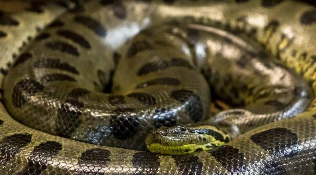 بزرگترین مار جهان؛ هیولایی با ۵۰۰ کیلوگرم وزن!