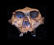 این فسیل‌پروتئین‌ها از ۲ میلیون سال پیش سخن می‌گویند