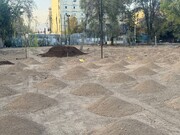 پشت پرده قطع درختان موزه فرش  چه بود؟