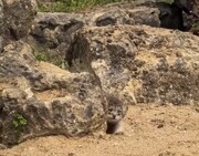 دیده شدن حیوانی که مثل روح در ایران زندگی می‌کند؛ دیدن آن یک کشف بزرگ است! + فیلم