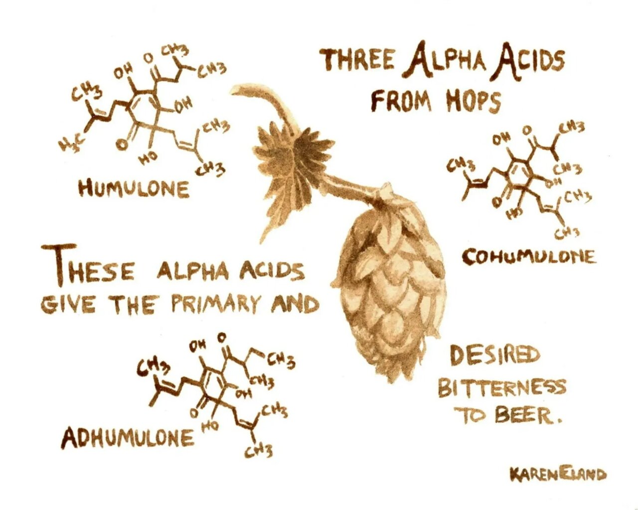 پاسخی غیرمنتظره برای این سوال؛ چرا بطری ماءالشعیر سبز یا قهوهای است؟ 