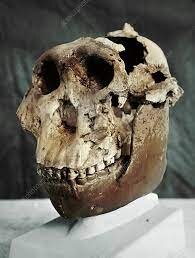 این فسیلپروتئینها از ۲ میلیون سال پیش سخن میگویند