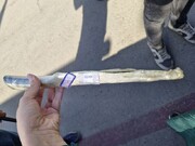 ترفند عجیب خفت گیرها برای فرار از مجازات‌