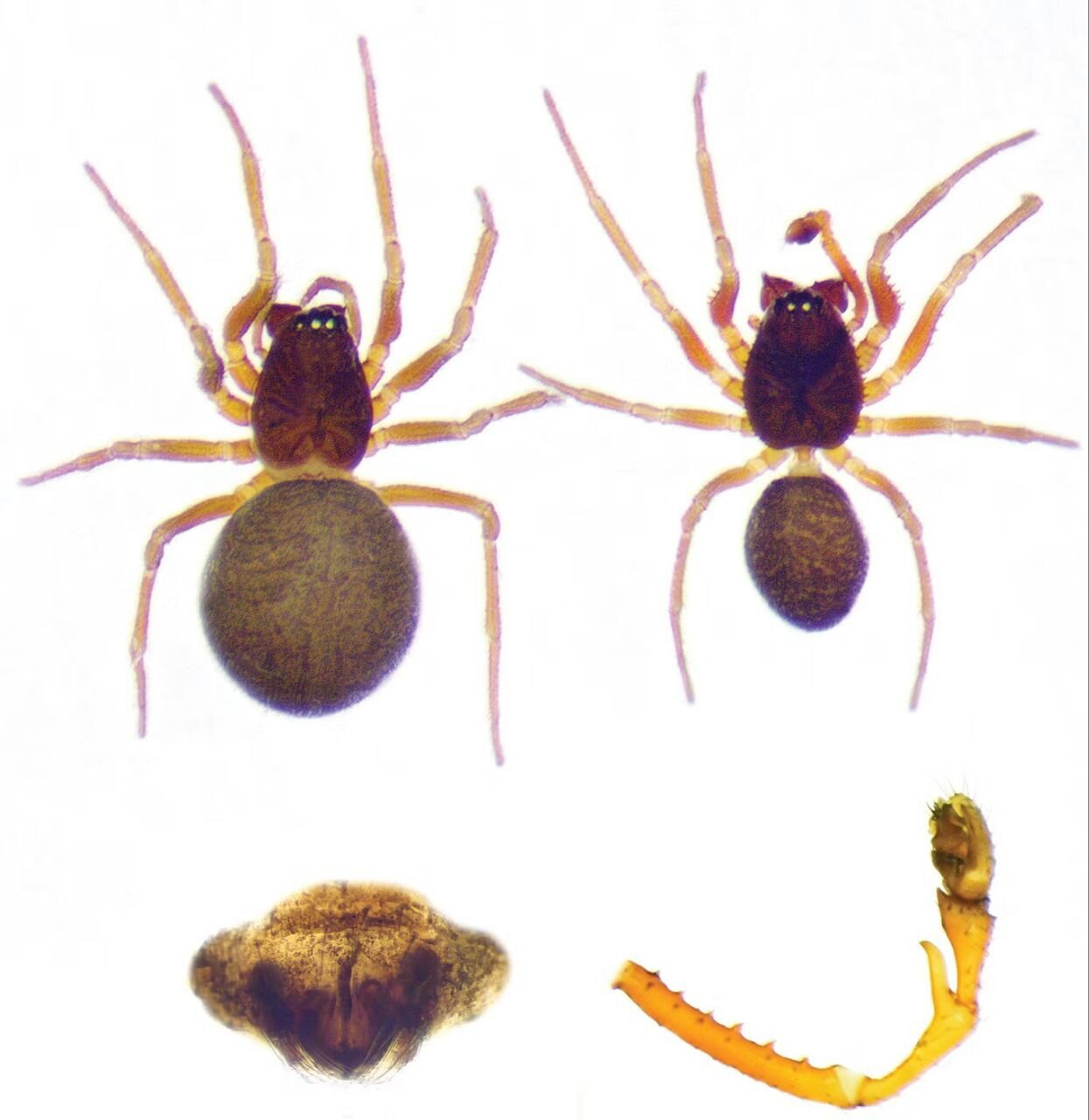 کشف تار عنکبوت بی‌نظیر در تاریخ به مساحت ۱۰۰ متر مربع | عکس