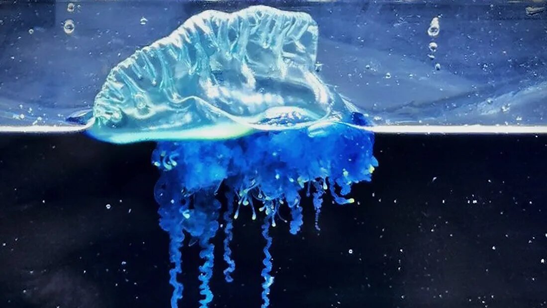 پیدا شدن یک عروس دریایی سامورایی در ژاپن! | ویدئو