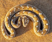 افعی جعفری با نشان صلیبی‌ و پولک های طلایی در شنزارهای ایران | تصاویر